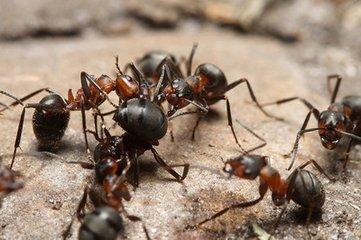 最新农业致富项目详解与论述，探索现代农业的财富之路