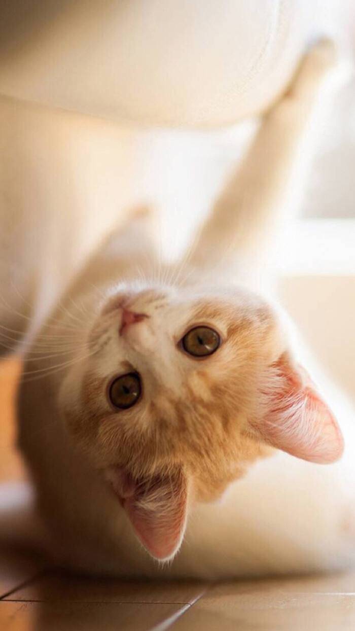 猫咪app最新下载，探索小巷特色小店的必备工具