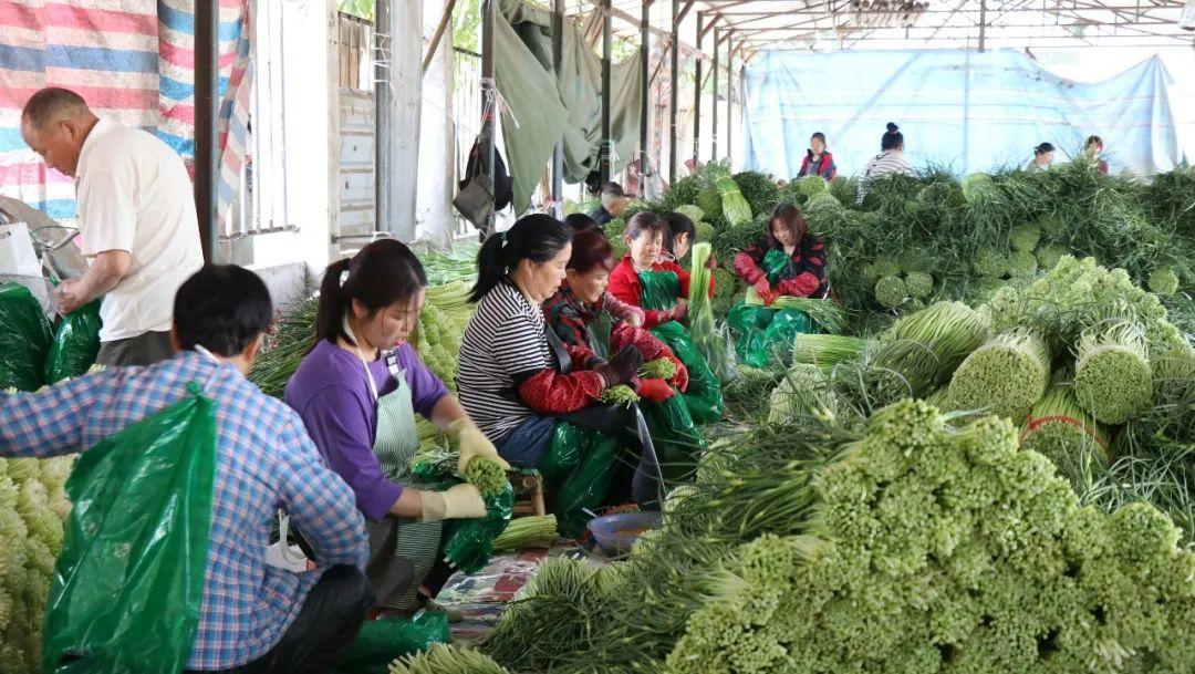 中牟蒜苔最新价格揭秘，小巷深处的蒜香宝藏