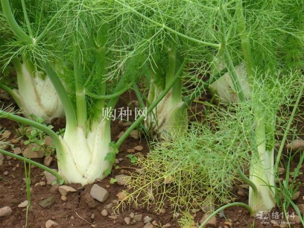 茴香最新价格行情及报价更新