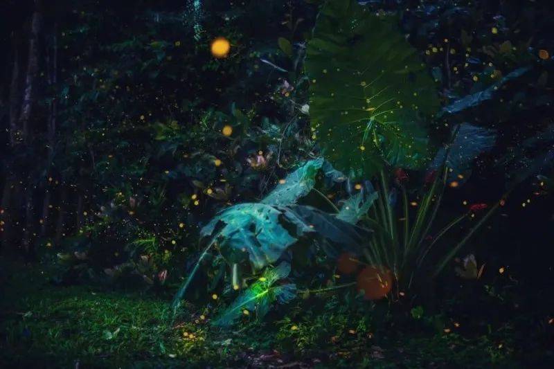 夜虫秀最新，自然美景探索与内心平静的追寻之旅